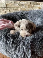 Cora, a female Miniature Schnauzer for sale in Revere, MO – Photo 1 of 7
