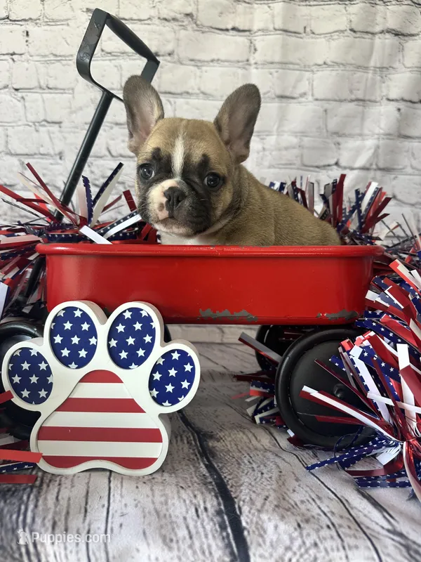 Patch – French Bulldog puppy for sale in Revere, MO