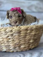 Izzy, a female Poodle - Miniature  for sale in Revere, MO – 1 of 2