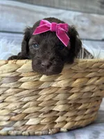 CoCo, a female Poodle - Miniature  for sale in Revere, MO – 2 of 2
