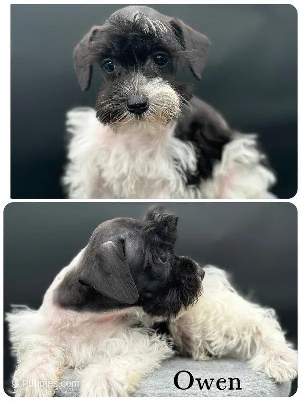 Owen – Miniature Schnauzer puppy for sale in Revere, MO