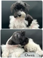 Owen, a male Miniature Schnauzer for sale in Revere, MO – 2 of 5