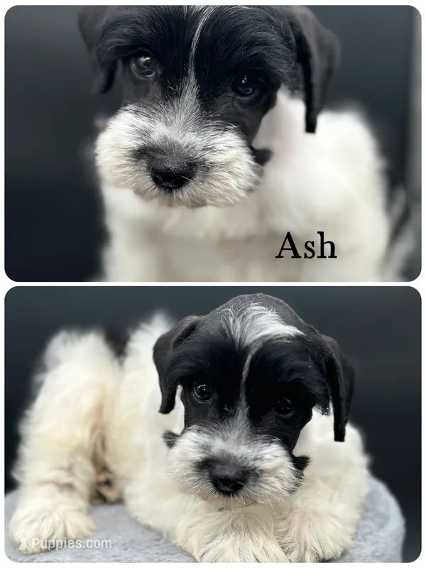 Ash – Miniature Schnauzer puppy for sale in Revere, MO