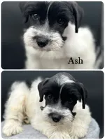 Ash, a male Miniature Schnauzer for sale in Revere, MO – 2 of 5