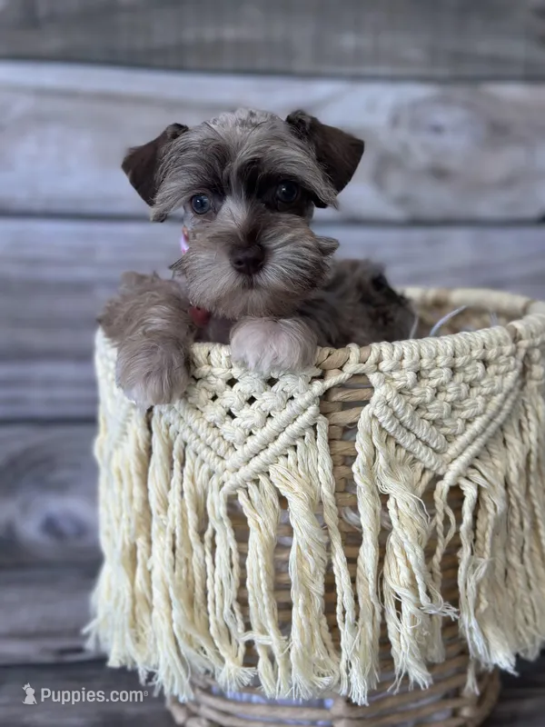 Emmy – Miniature Schnauzer puppy for sale in Revere, MO