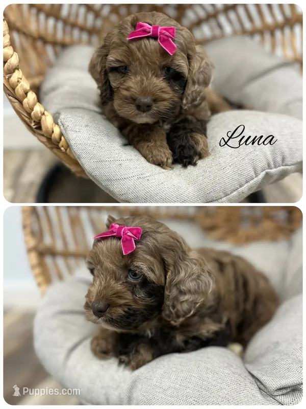 Luna – Cockapoo puppy for sale in Revere, MO