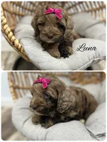 Luna, a female Cockapoo for sale in Revere, MO – 1 of 2