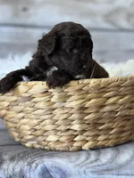 Romeo, a male Poodle - Miniature  for sale in Revere, MO – 1 of 2