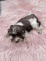Ruby, a female Miniature Schnauzer for sale in Revere, MO – Photo 2 of 3