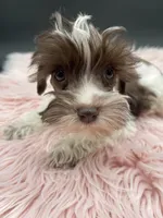 Ruby, a female Miniature Schnauzer for sale in Revere, MO – Photo 3 of 3