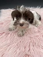 Ruby, a female Miniature Schnauzer for sale in Revere, MO – Photo 1 of 3