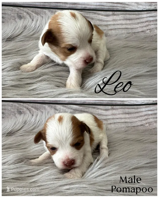 Leo – Pomapoo puppy for sale in Revere, MO