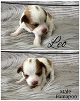 Leo, a male Pomapoo for sale in Revere, MO – 1 of 1