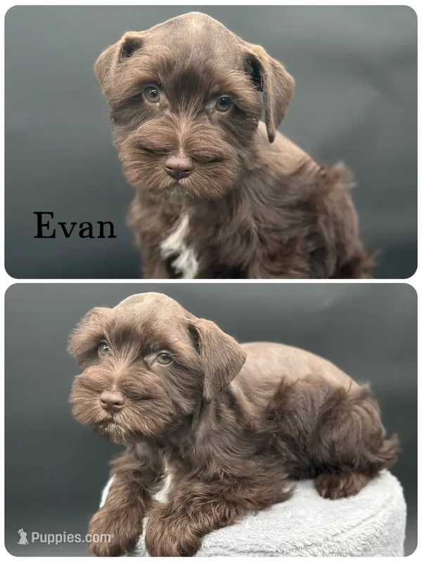 Evan – Miniature Schnauzer puppy for sale in Revere, MO