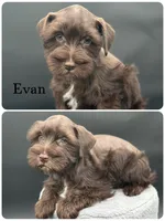 Evan, a male Miniature Schnauzer for sale in Revere, MO – 2 of 5