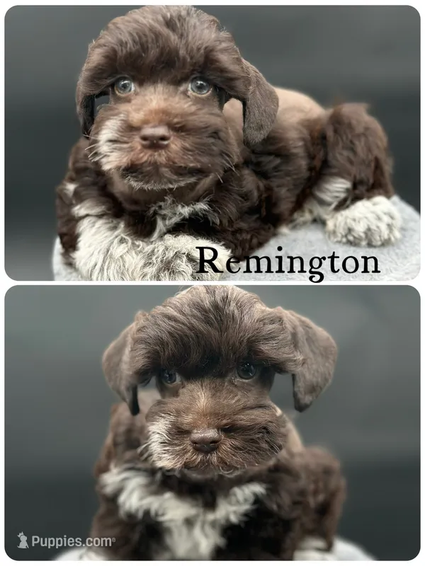 Remington – Miniature Schnauzer puppy for sale in Revere, MO