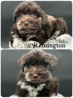 Remington, a male Miniature Schnauzer for sale in Revere, MO – 2 of 5