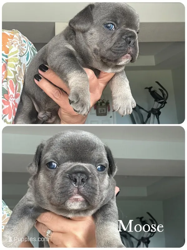 Moose – French Bulldog puppy for sale in Revere, MO
