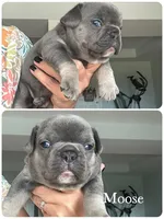 Moose, a male French Bulldog for sale in Revere, MO – 1 of 1