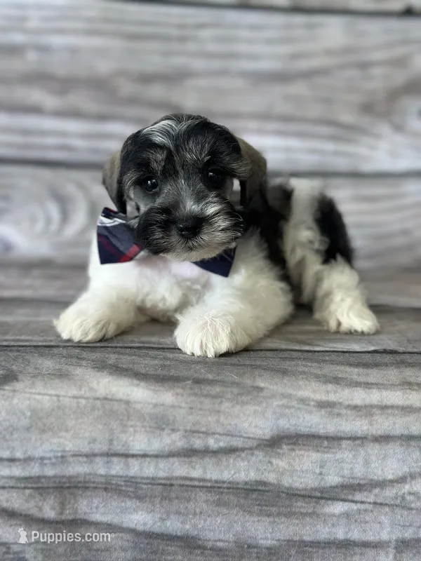 Hans – Miniature Schnauzer puppy for sale in Revere, MO