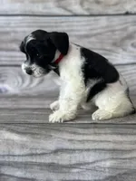 Ash, a male Miniature Schnauzer for sale in Revere, MO – 4 of 5