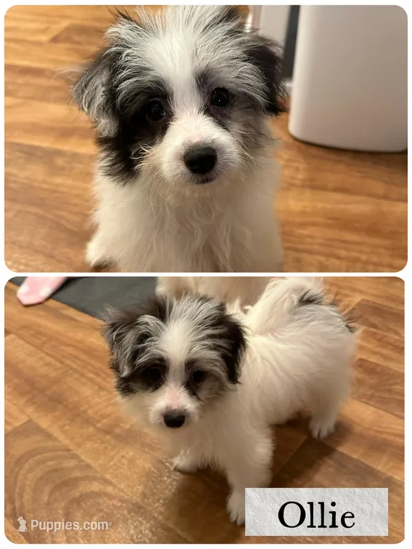 Ollie – Pomapoo puppy for sale in Revere, MO