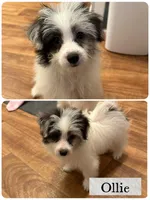 Ollie, a male Pomapoo for sale in Revere, MO – 1 of 5