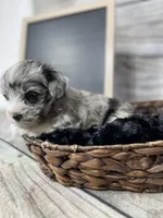 Bailey, a female Miniature Schnauzer for sale in Revere, MO – Photo 3 of 3