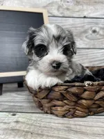 Bailey, a female Miniature Schnauzer for sale in Revere, MO – Photo 1 of 3