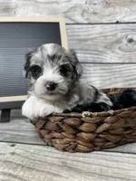 Bailey, a female Miniature Schnauzer for sale in Revere, MO – Photo 2 of 3