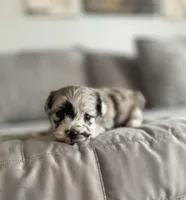 Ava, a female Pomapoo for sale in Revere, MO – Photo 1 of 4