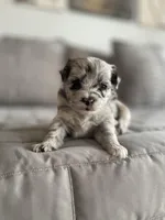 Ava, a female Pomapoo for sale in Revere, MO – Photo 2 of 4