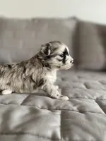 Ava, a female Pomapoo for sale in Revere, MO – Photo 3 of 4