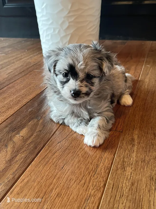 Ava – Pomapoo puppy for sale in Revere, MO