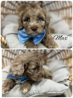 Max, a male Cockapoo for sale in Revere, MO – 1 of 2