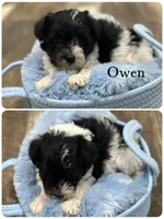 Owen, a male Miniature Schnauzer for sale in Revere, MO – 1 of 1