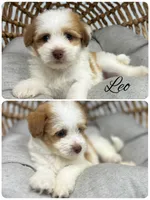 Leo, a male Pomapoo for sale in Revere, MO – 1 of 3