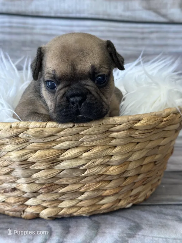 Honey – French Bulldog puppy for sale in Revere, MO