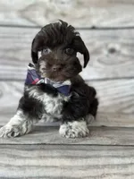 Remington, a male Miniature Schnauzer for sale in Revere, MO – 4 of 5