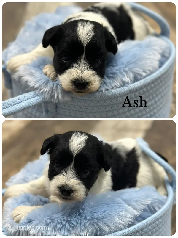 Ash – Miniature Schnauzer puppy for sale in Revere, MO