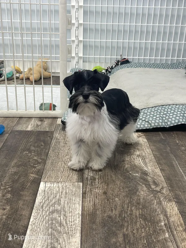 Lady – Miniature Schnauzer puppy for sale in Revere, MO