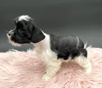 Lady, a female Miniature Schnauzer for sale in Revere, MO – Photo 2 of 6