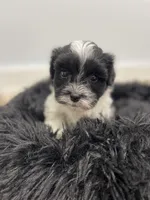 Lady, a female Miniature Schnauzer for sale in Revere, MO – Photo 6 of 6