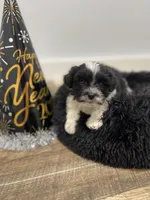 Lady, a female Miniature Schnauzer for sale in Revere, MO – Photo 4 of 6