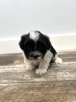 Lady, a female Miniature Schnauzer for sale in Revere, MO – Photo 5 of 6