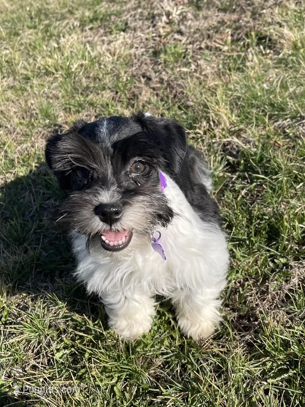 Lady – Miniature Schnauzer puppy for sale in Revere, MO