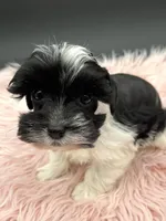 Lady, a female Miniature Schnauzer for sale in Revere, MO – Photo 1 of 6