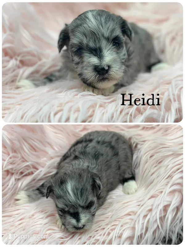 Heidi – Miniature Schnauzer puppy for sale in Revere, MO