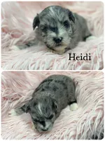 Heidi, a female Miniature Schnauzer for sale in Revere, MO – 1 of 1