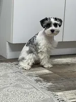 Queenie, a female Miniature Schnauzer for sale in Revere, MO – Photo 2 of 10